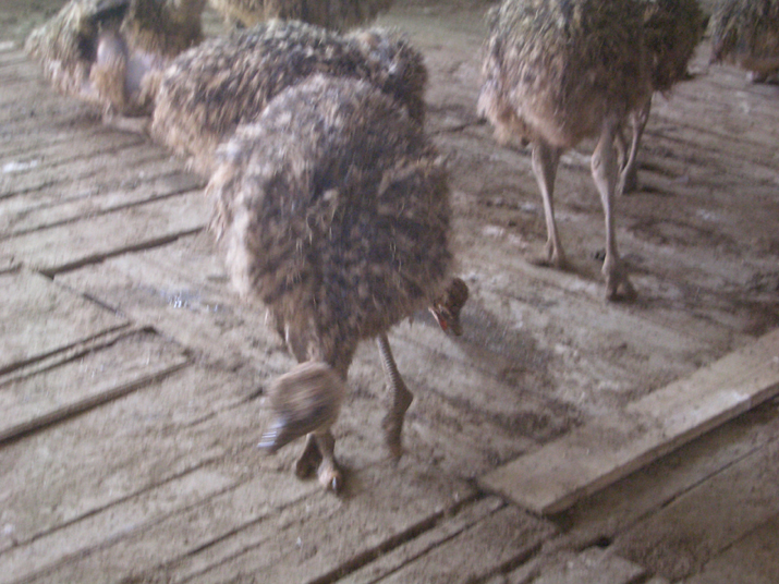 2004-08 Autruches 020.JPG